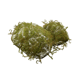 Moss